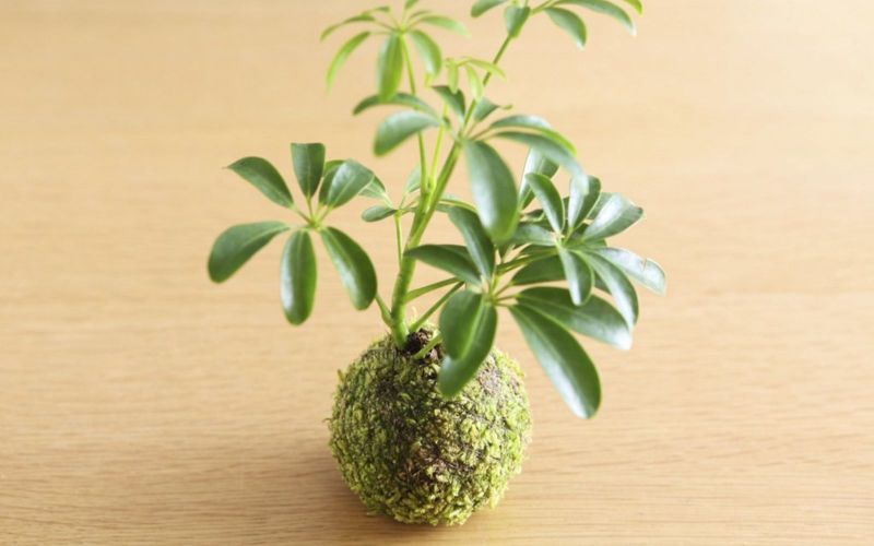 kokedama thành phẩm